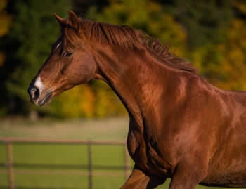 Azaro