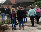 Forschungsgruppe Equiden