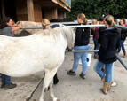 Forschungsgruppe Equiden