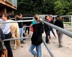 Forschungsgruppe Equiden