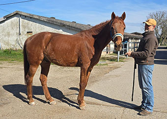 N Cor Star (Enco)